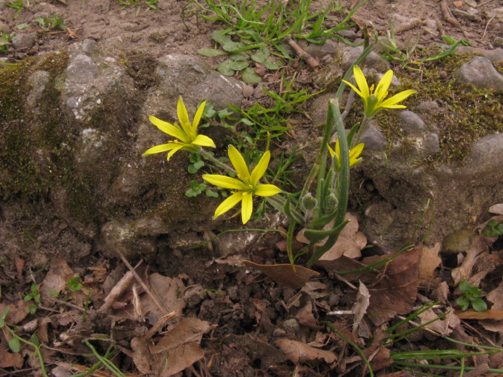 Gagea villosa (Liliaceae)