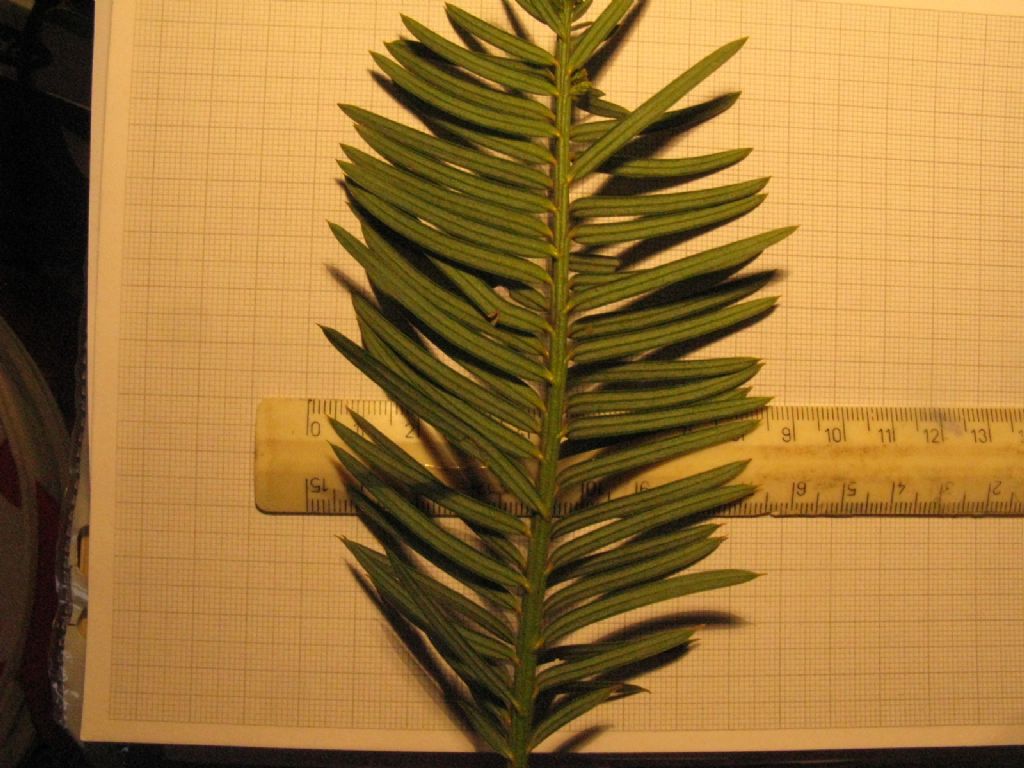 Tasso?  No, Cephalotaxus harringtonia