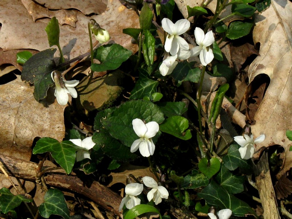 Viola alba subsp. alba morfotipo scotophylla?  S
