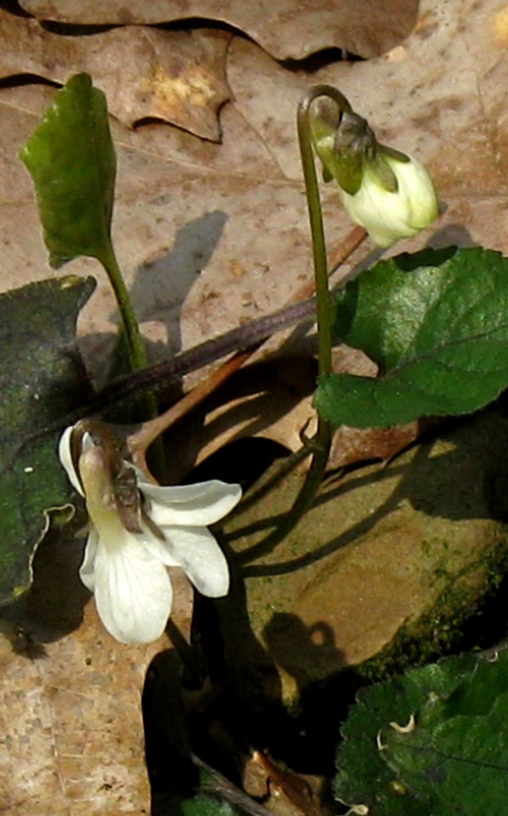 Viola alba subsp. alba morfotipo scotophylla?  S