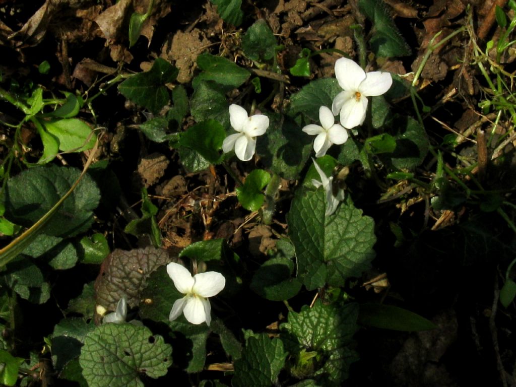 Viola alba subsp. alba morfotipo scotophylla?  S