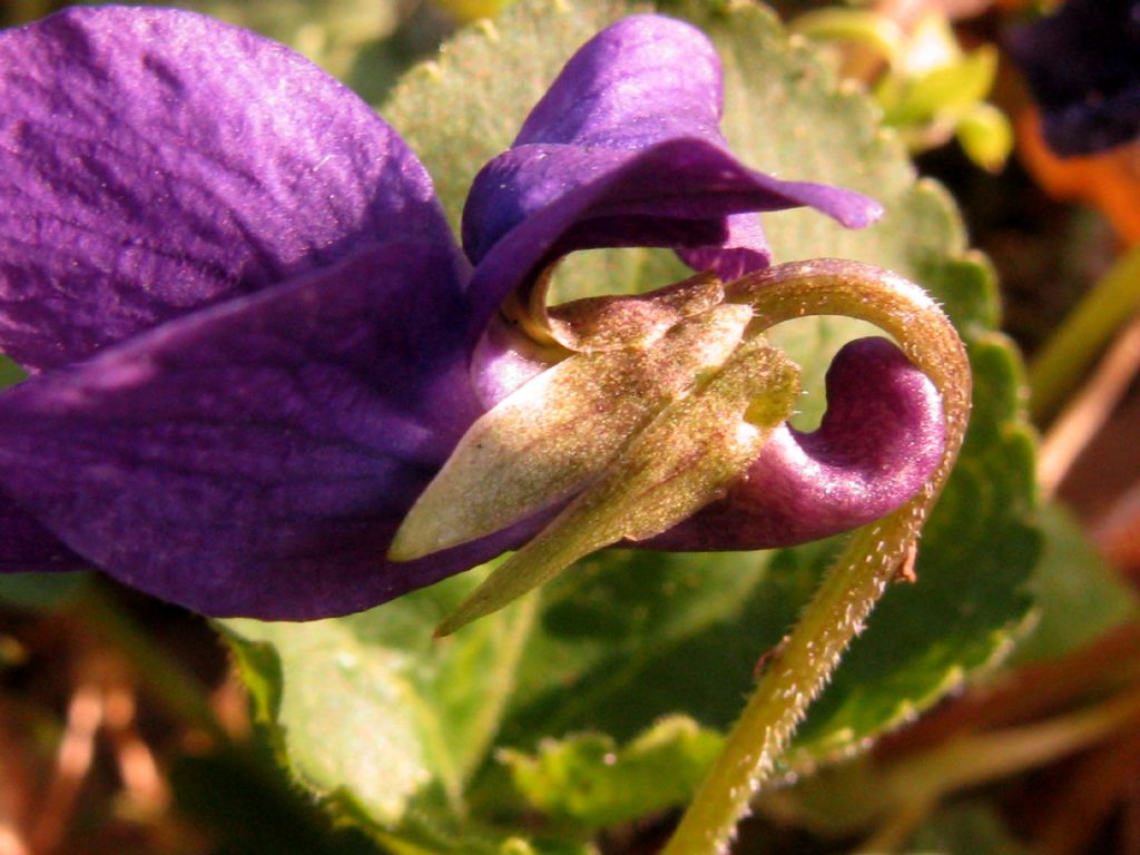 Viola odorata?  No, Viola suavis subsp. suavis