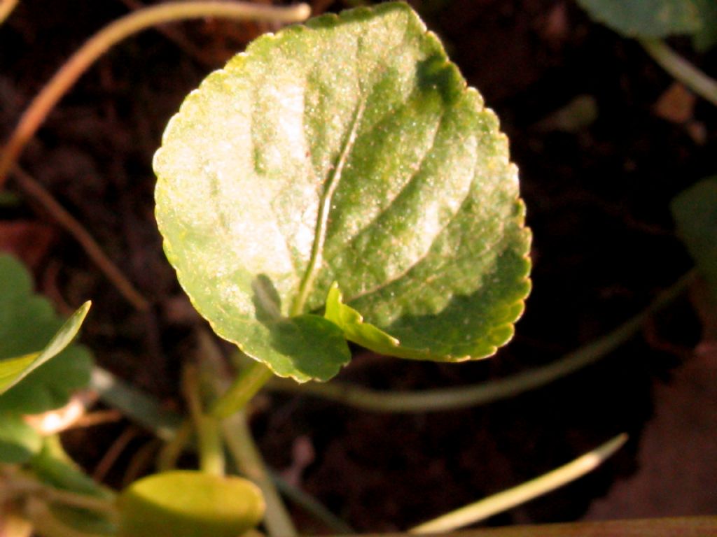 Viola odorata?  No, Viola suavis subsp. suavis