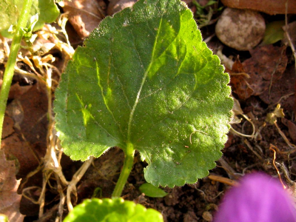 Viola odorata?  No, Viola suavis subsp. suavis