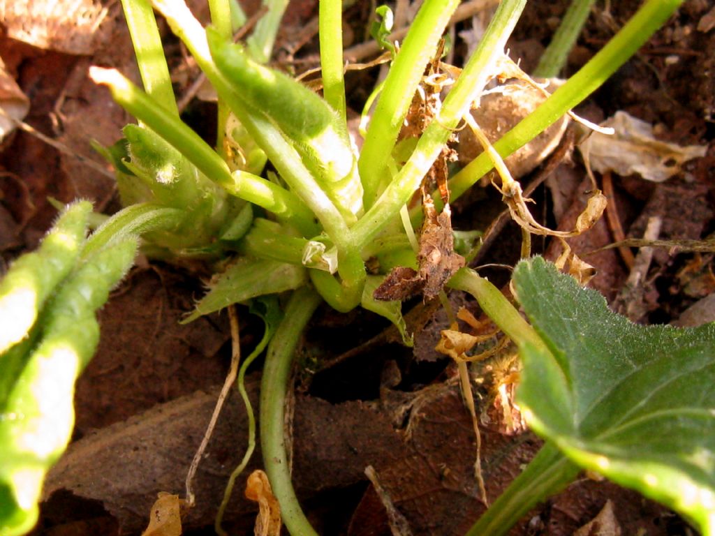 Viola odorata?  No, Viola suavis subsp. suavis