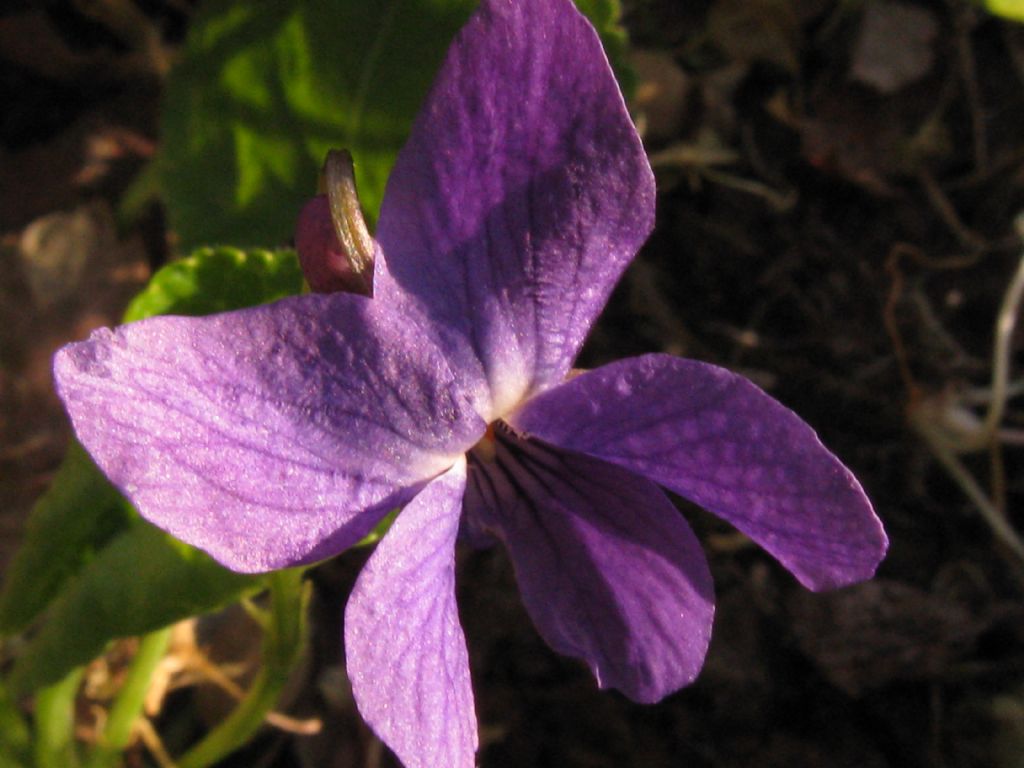 Viola odorata?  No, Viola suavis subsp. suavis