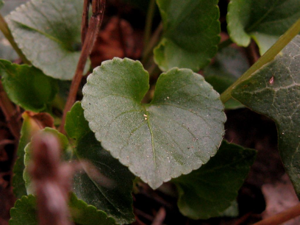 Viola riviniana