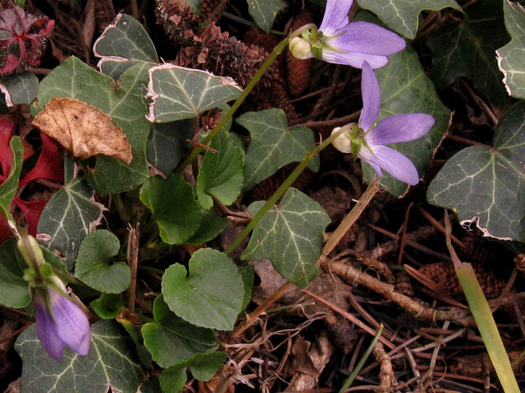 Viola riviniana