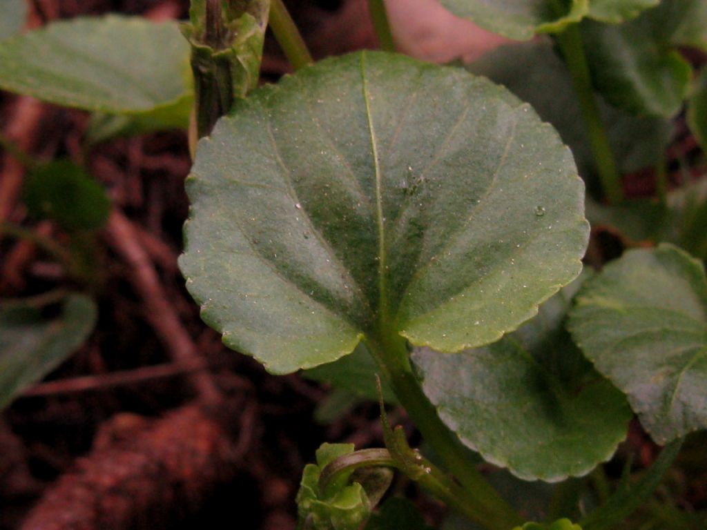 Viola riviniana