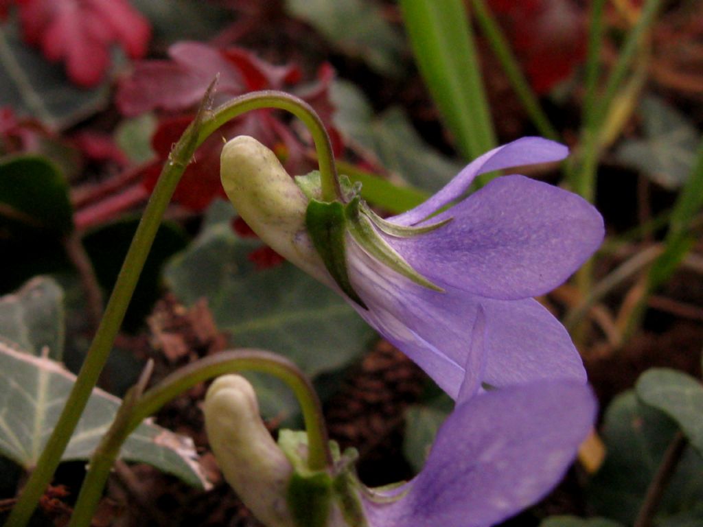 Viola riviniana