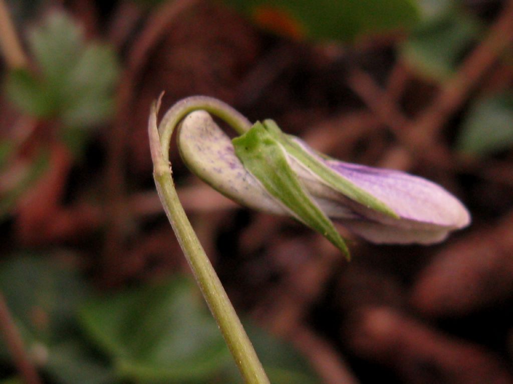 Viola riviniana