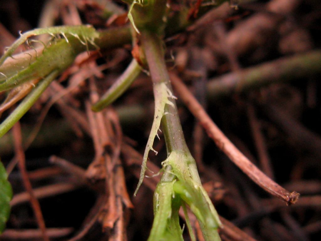 Viola riviniana