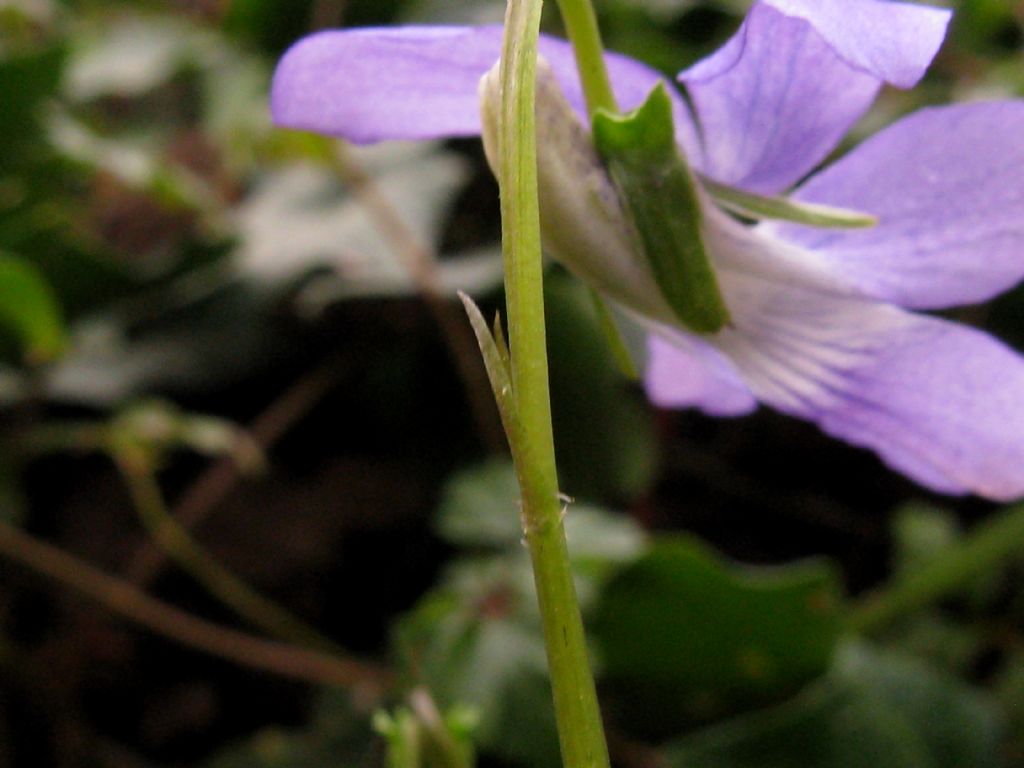 Viola riviniana