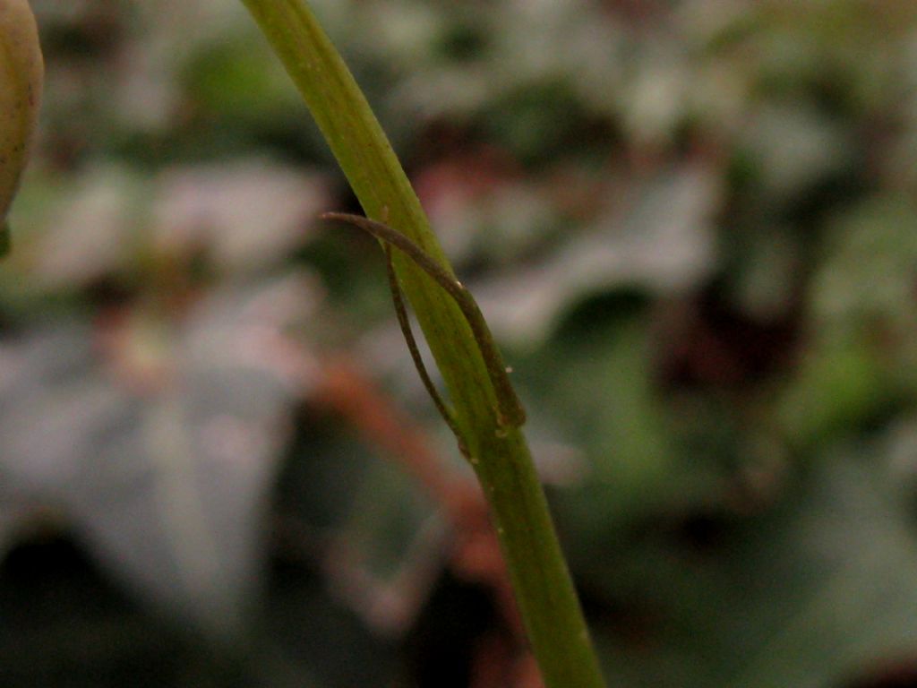 Viola riviniana