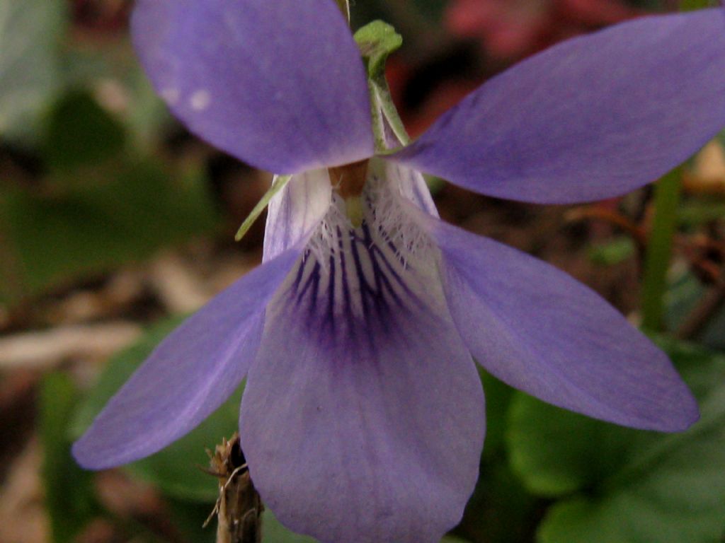 Viola riviniana