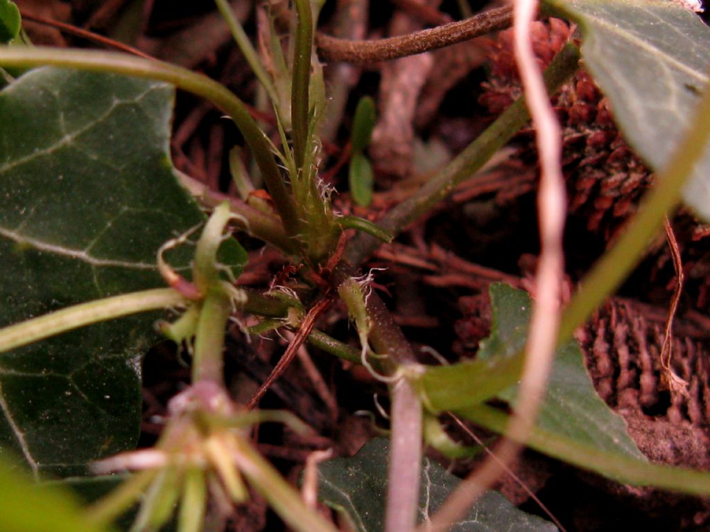 Viola riviniana