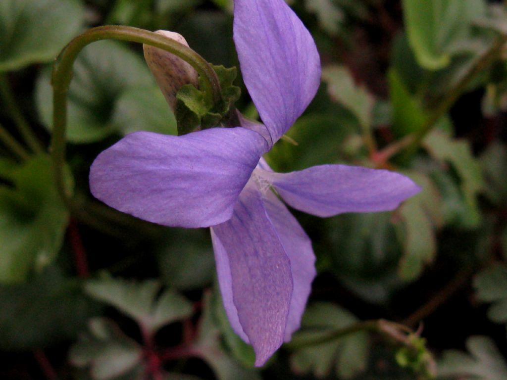 Viola riviniana