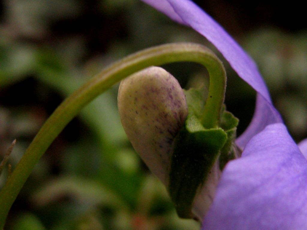 Viola riviniana