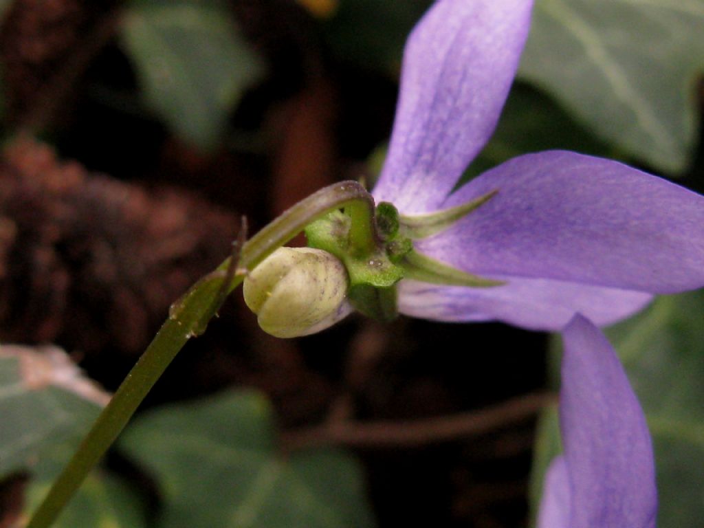 Viola riviniana