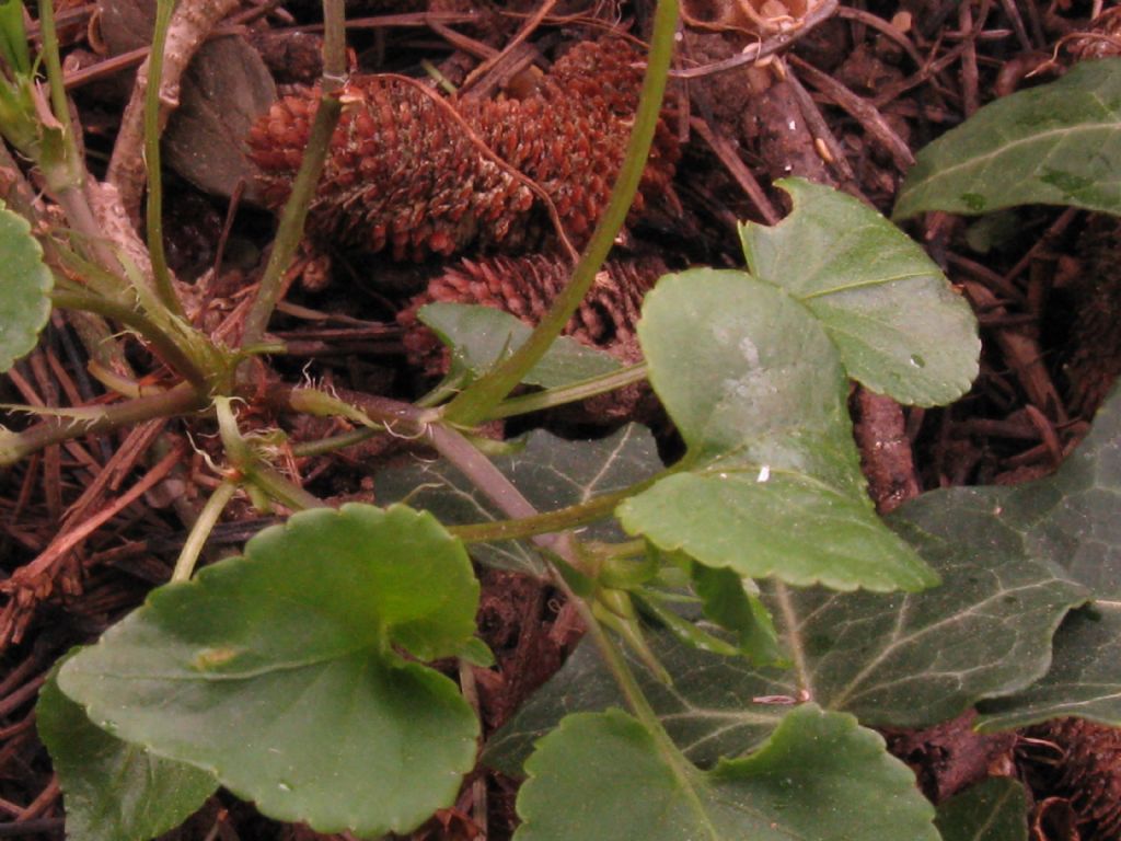 Viola riviniana