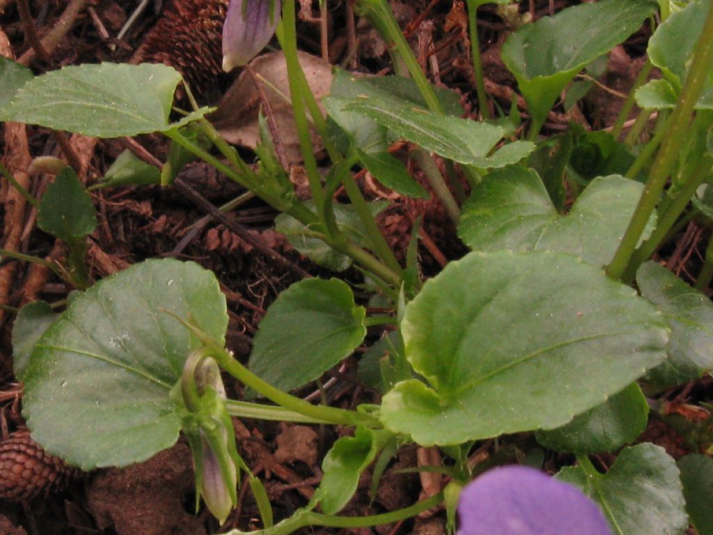 Viola riviniana