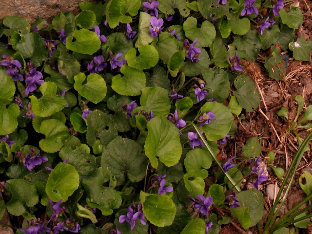 Viola odorata? S