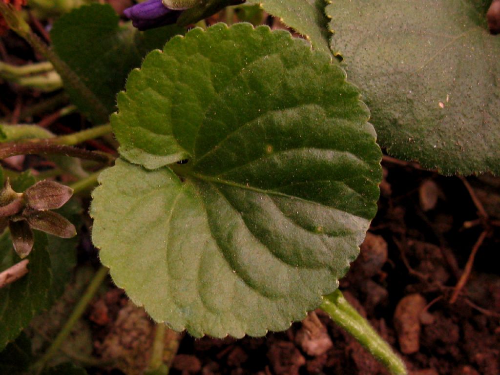 Viola odorata? S