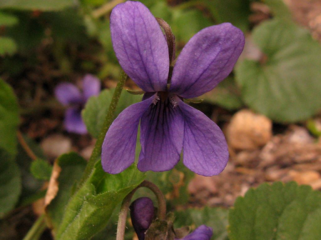 Viola odorata? S