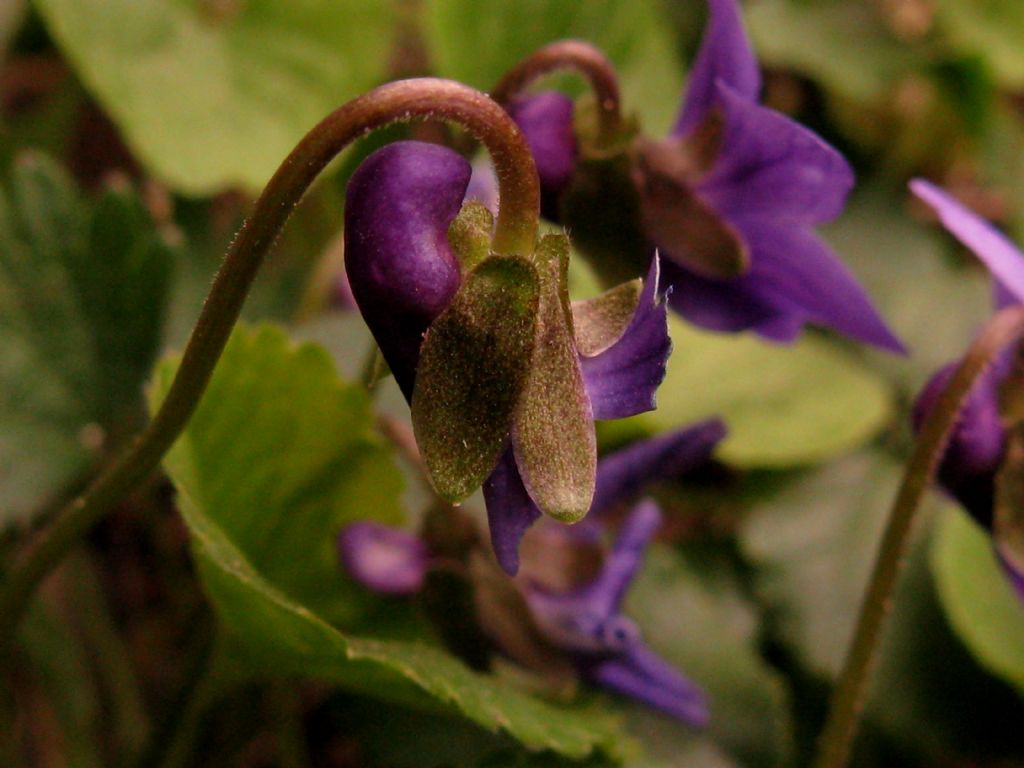 Viola odorata? S