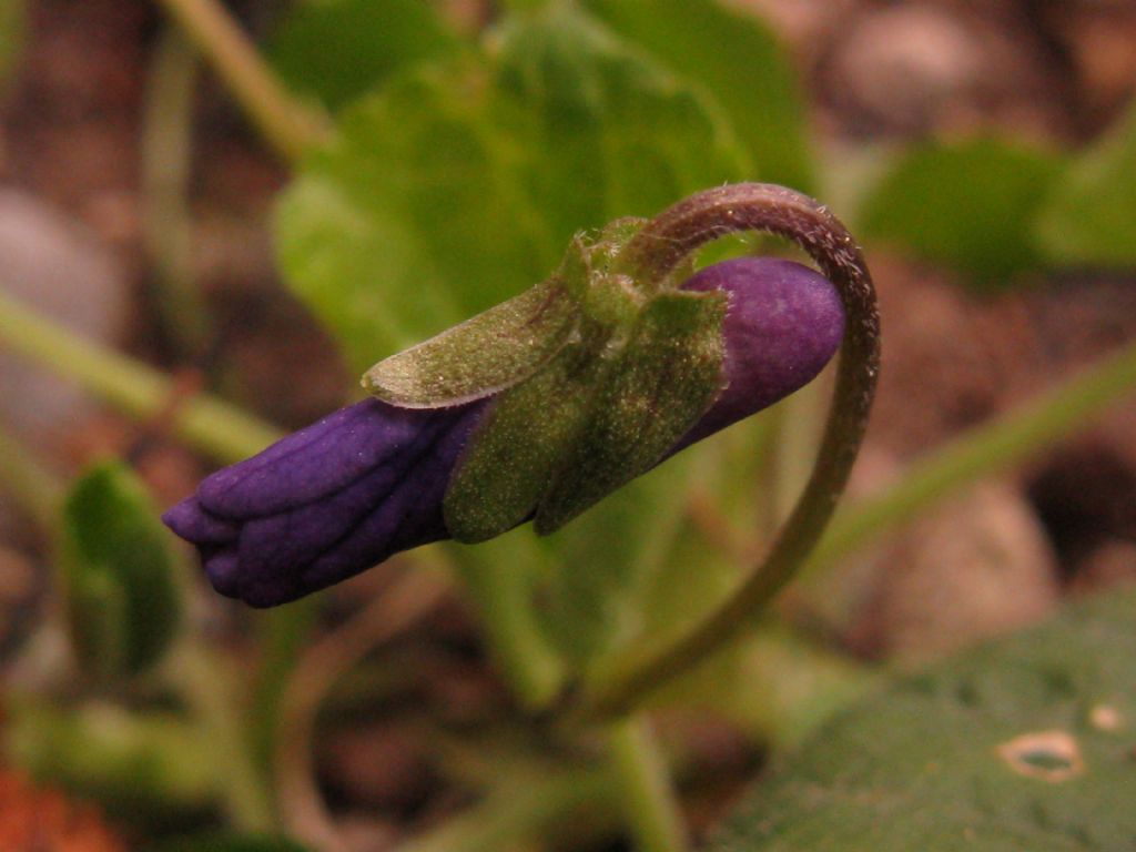 Viola odorata? S