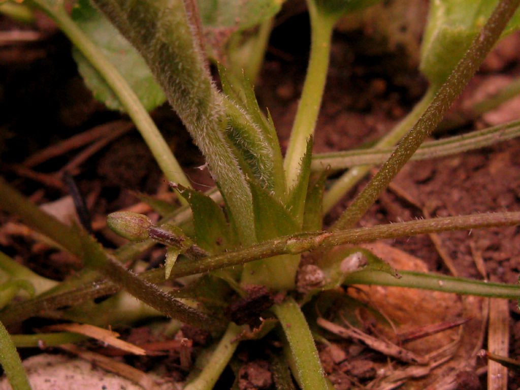 Viola odorata? S