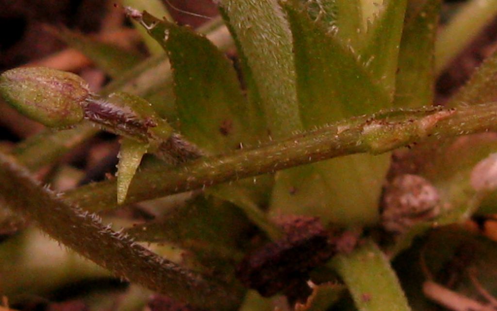 Viola odorata? S