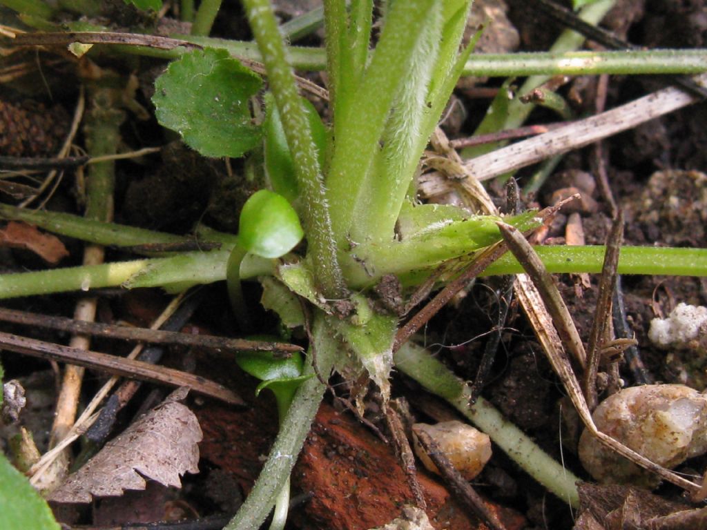 Viola odorata? S