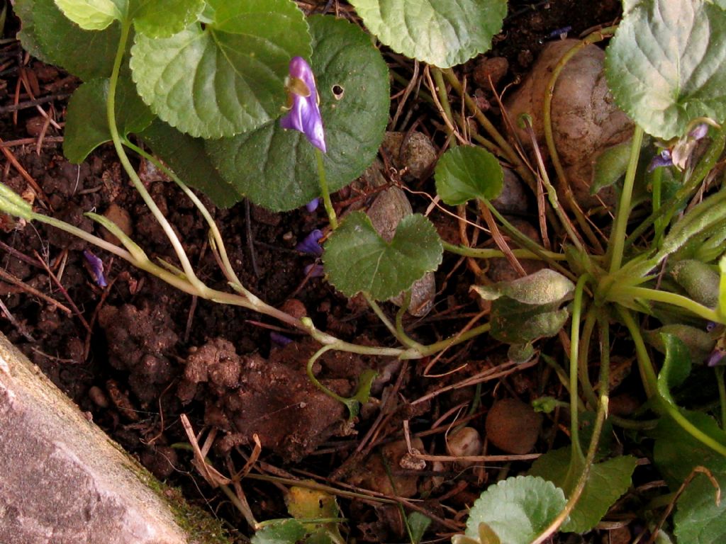 Viola reichenbachiana?  No...Viola alba (f. di introgressione)