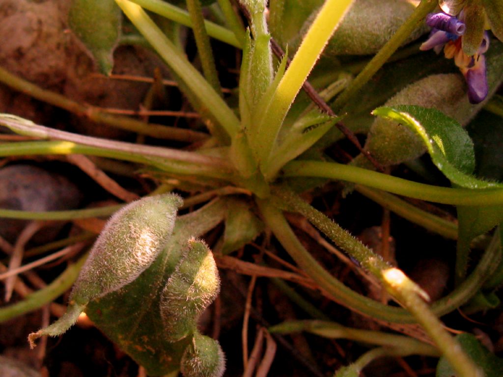 Viola reichenbachiana?  No...Viola alba (f. di introgressione)