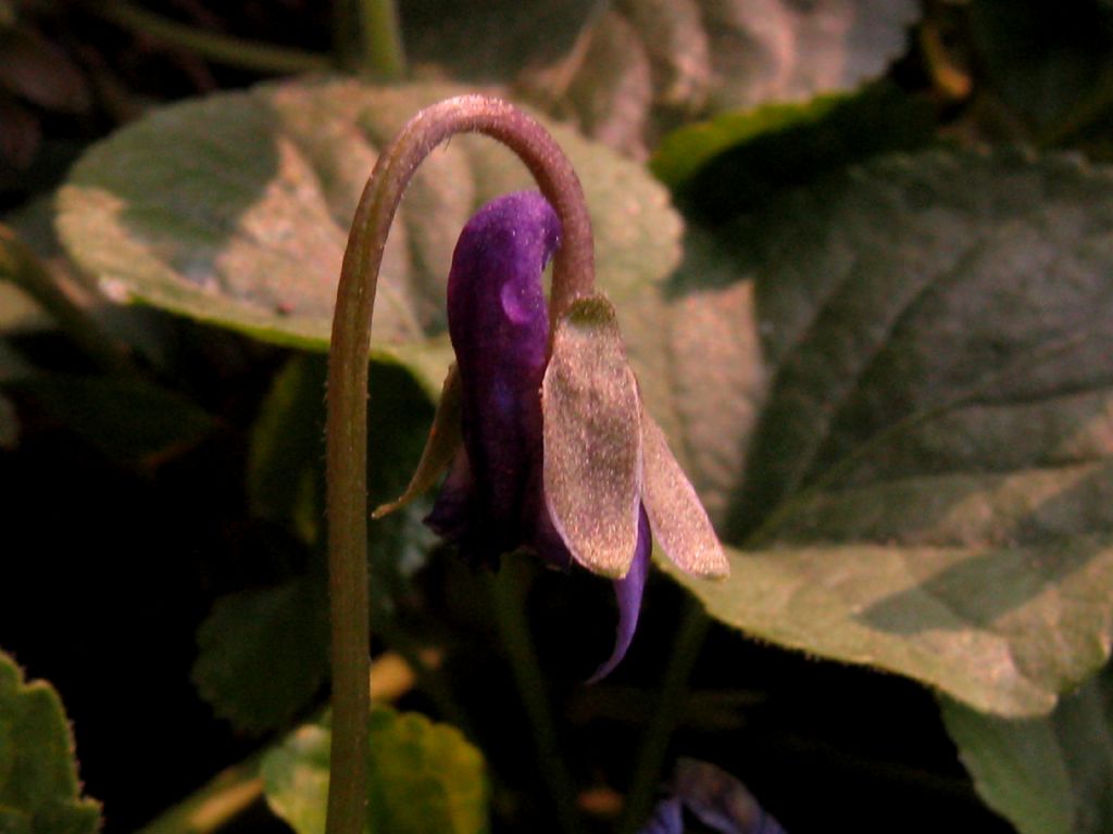 Viola reichenbachiana?  No...Viola alba (f. di introgressione)