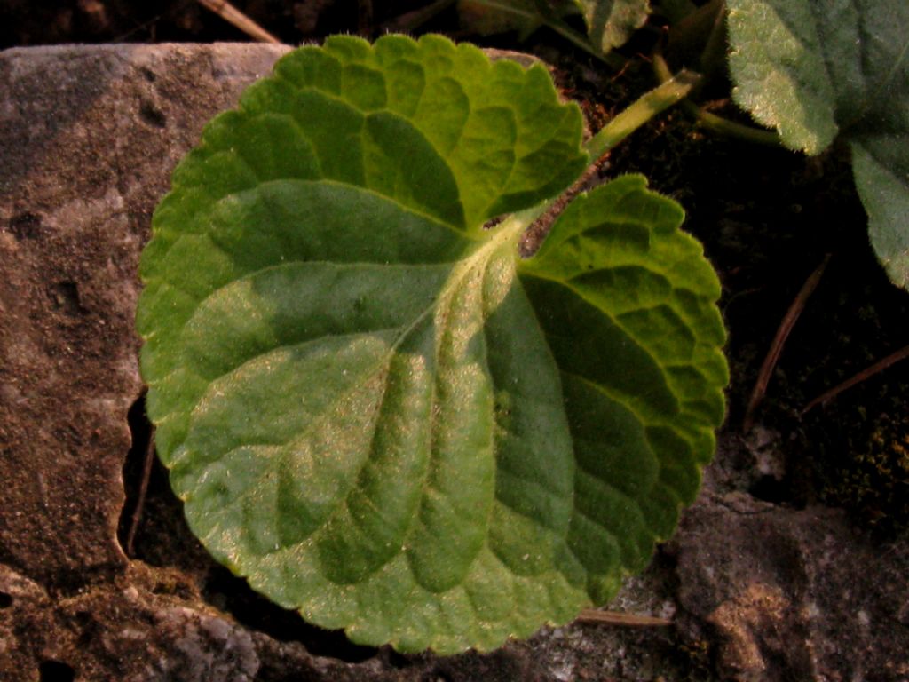 Viola reichenbachiana?  No...Viola alba (f. di introgressione)