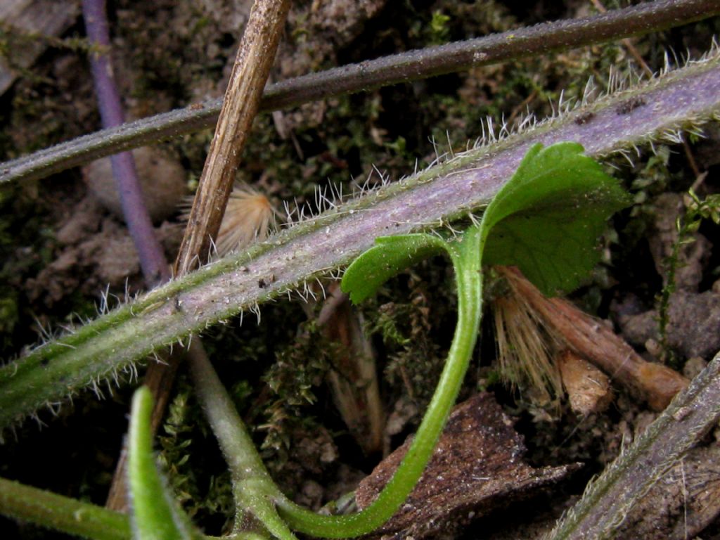Viola alba Besser subsp. alba, morfotipo scotophylla