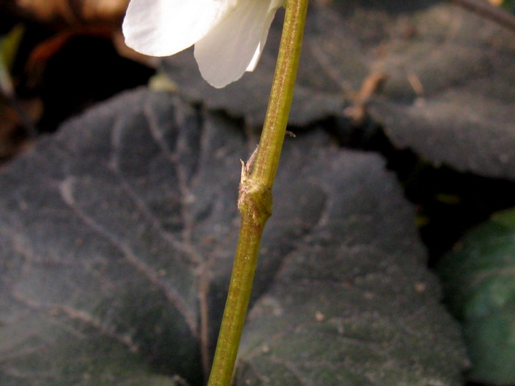 Viola alba Besser subsp. alba, morfotipo scotophylla