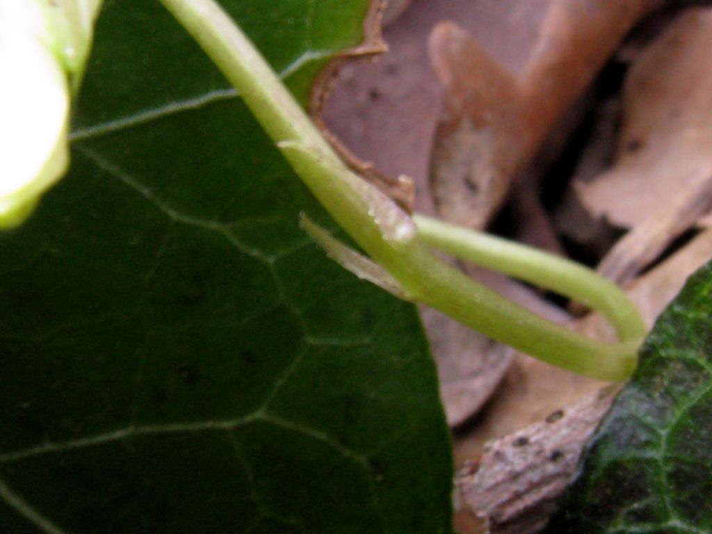 Viola alba Besser subsp. alba, morfotipo scotophylla