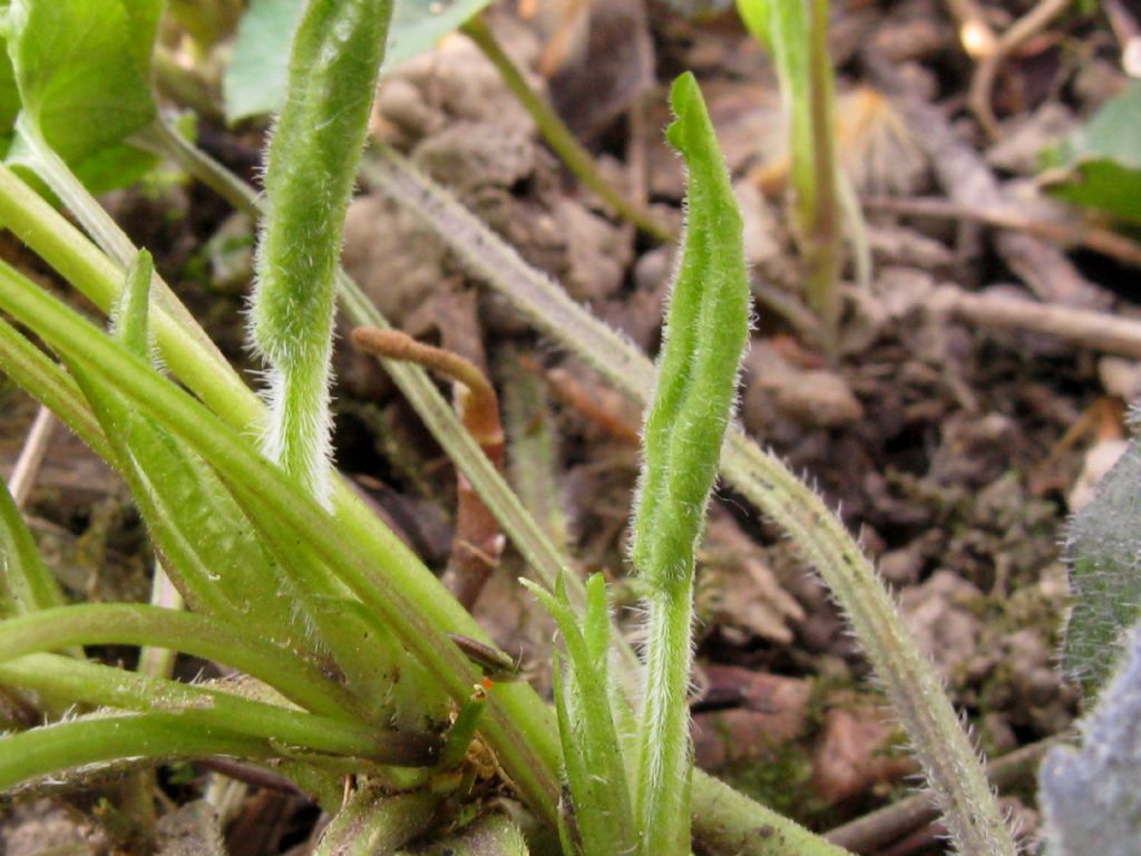 Viola alba Besser subsp. alba, morfotipo scotophylla