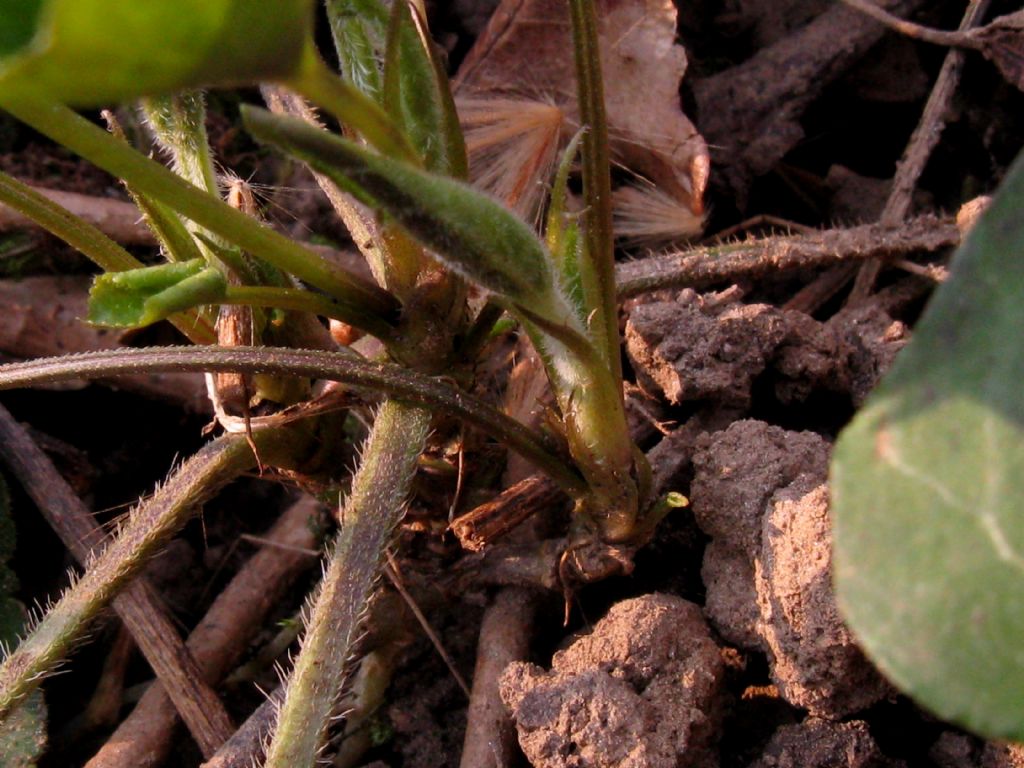 Viola alba Besser subsp. alba, morfotipo scotophylla