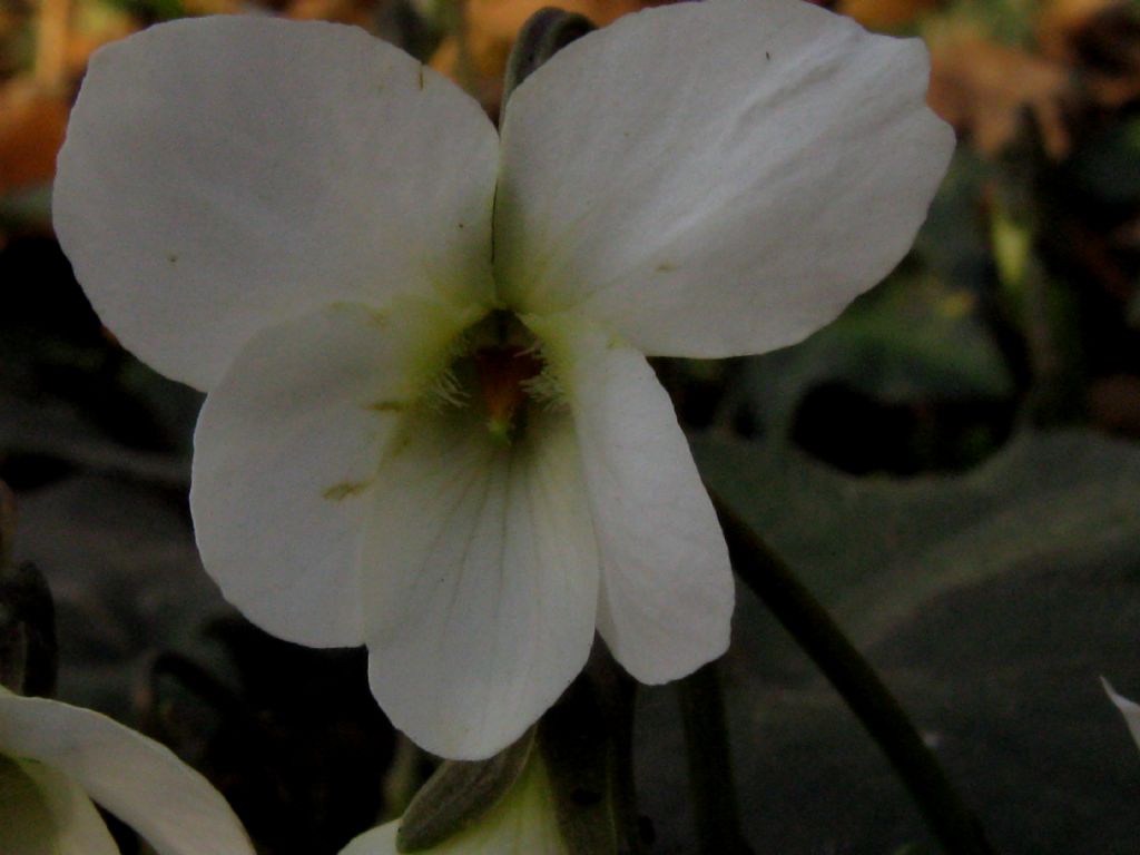 Viola alba Besser subsp. alba, morfotipo scotophylla
