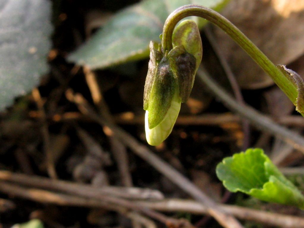 Viola alba Besser subsp. alba, morfotipo scotophylla