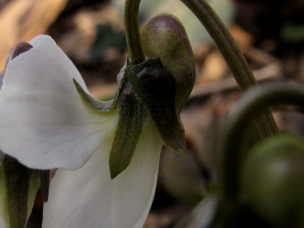 Viola alba Besser subsp. alba, morfotipo scotophylla