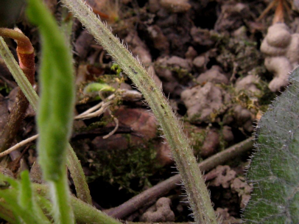 Viola alba Besser subsp. alba, morfotipo scotophylla