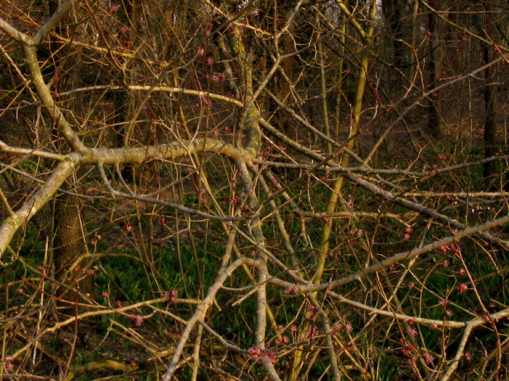Ulmus minor