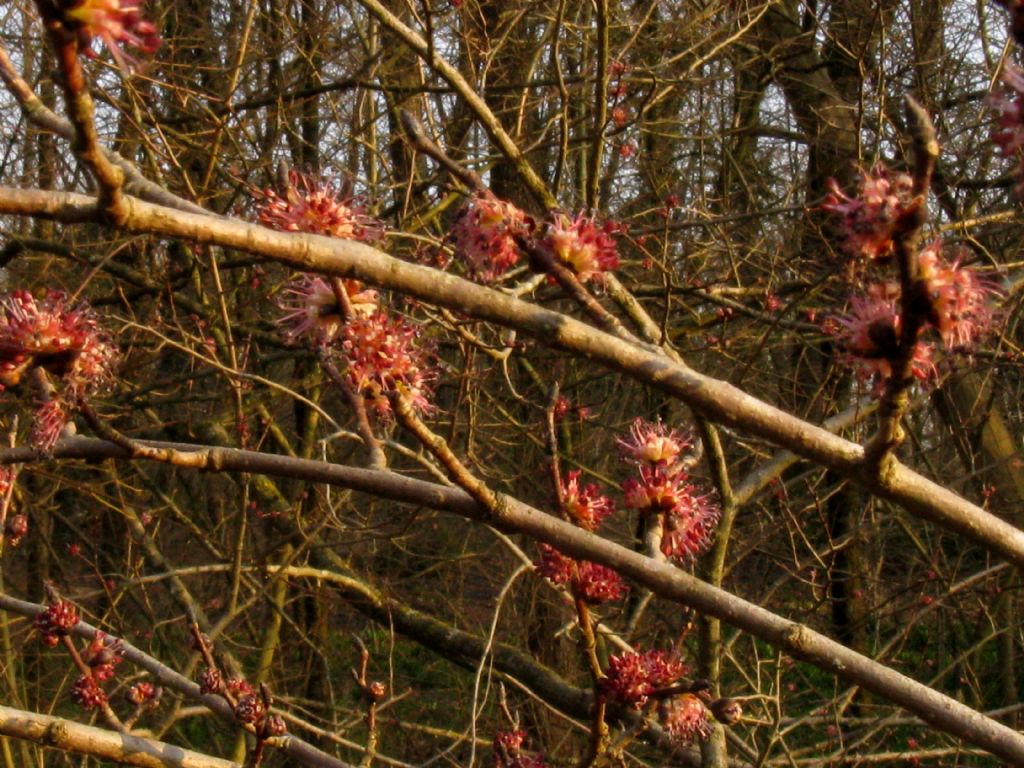 Ulmus minor
