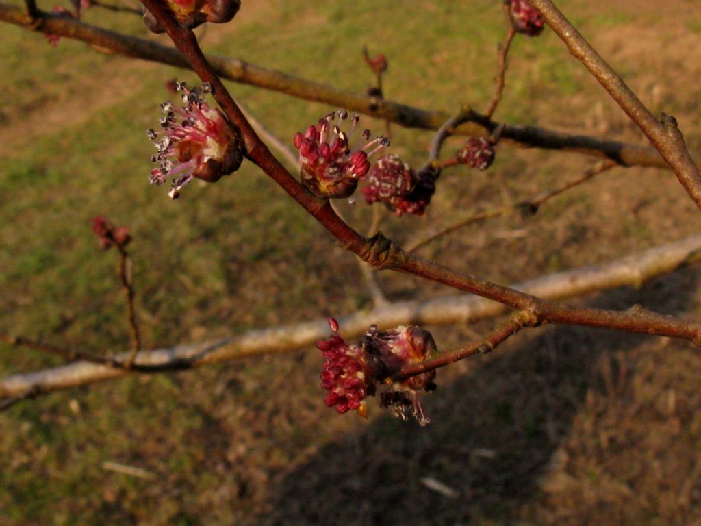 Ulmus minor