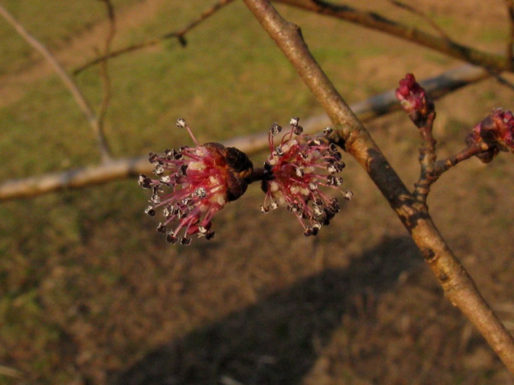 Ulmus minor